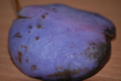 Akebia quinata - akébie pětičetná - detail slupky plodu